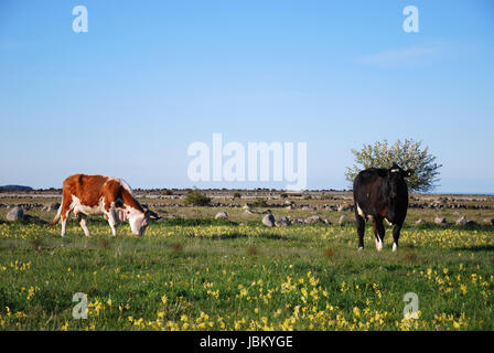 Il bestiame a molla in un pascolo costiere. Dall'isola svedese Oland. Foto Stock
