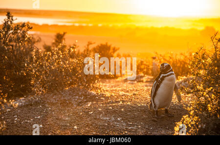 I pinguini di Magellano, la mattina presto a Punto Tombo, Patagonia Argentina in mattina presto Foto Stock