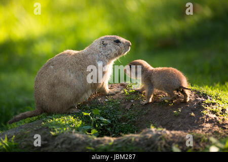 Carino il nero tailed prairie dog con un giovane (Cynomys ludovicianus) Foto Stock