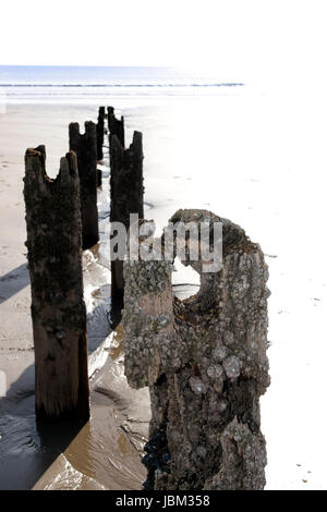 Sole sulla spiaggia breakers coperti in periwinkles a Youghal nella contea di Cork in Irlanda Foto Stock