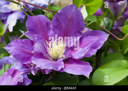 La clematide "Chevalier' Fiori. Foto Stock