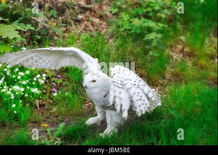 Civetta delle nevi (Bubo scandiacus, Nyctea scandiaca), Regenstein,Blankenburg, Sachsen Anhalt, Germania, Europa del Nord Foto Stock