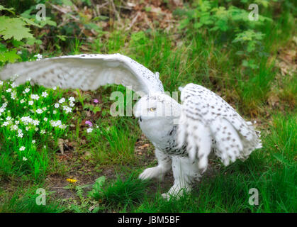 Civetta delle nevi (Bubo scandiacus, Nyctea scandiaca), Regenstein,Blankenburg, Sachsen Anhalt, Germania, Europa del Nord Foto Stock