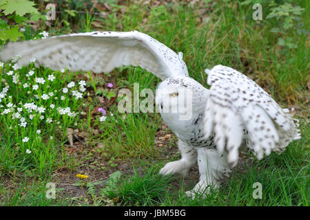 Civetta delle nevi (Bubo scandiacus, Nyctea scandiaca), Regenstein,Blankenburg, Sachsen Anhalt, Germania, Europa del Nord Foto Stock