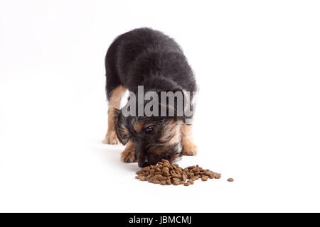 Giovani Terrier Mix mangia il cibo per cani su sfondo whithe Foto Stock