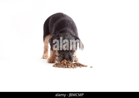 Giovani Terrier Mix mangia il cibo per cani su sfondo whithe Foto Stock