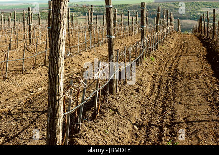 Vigneti in primavera Foto Stock