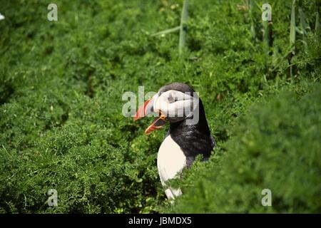 Puffin posa sul isola di Skomer su una giornata d'estate Foto Stock