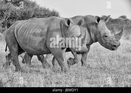 Una coppia di adulti il rinoceronte bianco a piedi nella savana in Africa australe Foto Stock