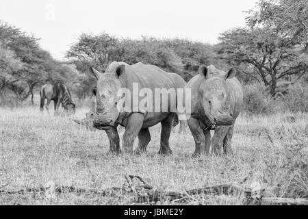 Un gruppo di rinoceronti bianchi pascolare nel sud della savana africana Foto Stock