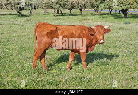 Mandria di mucche nelle vicinanze della Sierra de Alor, Badajoz, Spagna Foto Stock