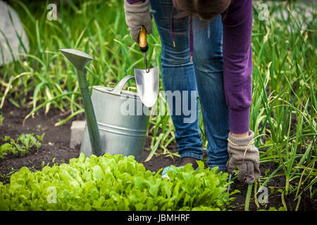 Primo piano della donna di irrigazione letto di insalata con annaffiatura pentola Foto Stock