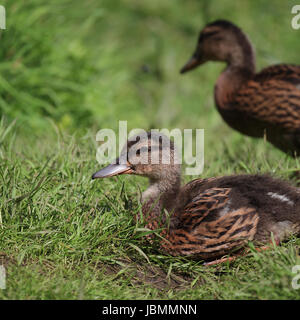 I capretti anatroccolo Mallard Foto Stock