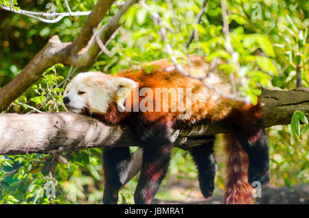 Una bella panda rosso giacenti su un ramo di albero dormendo distesa con le sue gambe penzolanti pendenti verso il basso. Il gatto rosso orso ha una maschera bianca e rossa cappotto marrone e si chiama Hun ho in cinese significa volpe di fuoco. Foto Stock