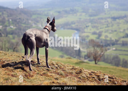 Il whippet cane ritratto in natura guardando attraverso i campi in distanza Foto Stock
