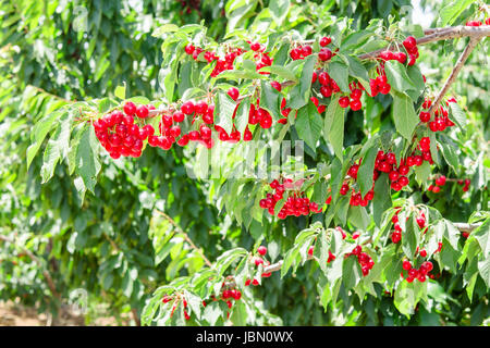 Cherry Berry albero nel frutteto con luminosi di frutti rossi e verdi leafage Foto Stock