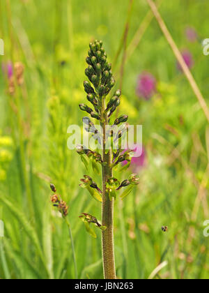 Unico di flowerspike facilmente trascurato Twayblade comune (Neottia ovata) orchidee crescere selvaggio su strada prati calcarei Cumbria, England Regno Unito Foto Stock