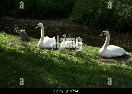 Regno Unito cigni con cygnets. Foto Stock
