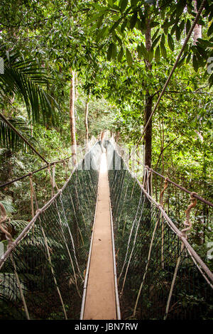 Eine hängebrücke aus seilen und holz im regenwald natur tropisch umwelt Foto Stock
