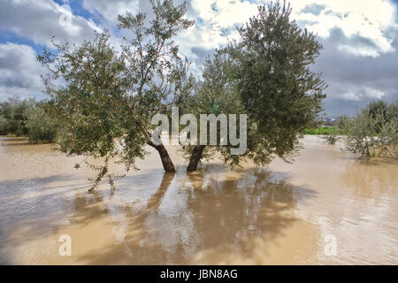 Coltivazione di olivi, inondati dalle forti piogge, disastro ecologico di cambiare il clima del pianeta, Spagna Foto Stock