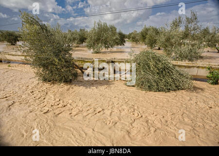 Coltivazione di olivi, inondati dalle forti piogge, disastro ecologico di cambiare il clima del pianeta, Spagna Foto Stock