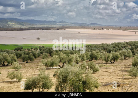 Coltivazione di olivi, inondati dalle forti piogge, disastro ecologico di cambiare il clima del pianeta, Spagna Foto Stock