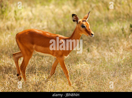 Ritratto di fawn impala con rivestimento lucido camminare da solo nella savana arida, Sud Africa Foto Stock