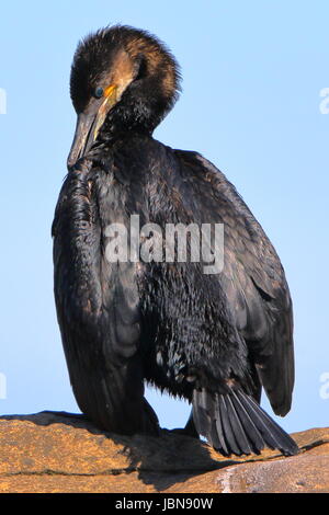 Il grande nero sinister, cormorano Phalacrocorax carbo, prendere il sole sulla stessa Tarbat ness penisola, in Easter Ross, Scozia Foto Stock