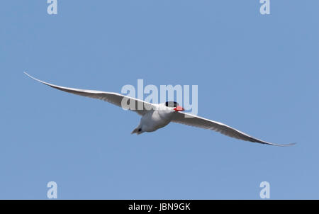 Caspian tern (Hydroprogne caspia) adulti in estate piumaggio volando sul fiume Danubio, Romania Foto Stock