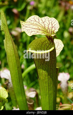 Hybrid bianco-top pianta brocca, Sarracenia leucophylla 'Tarok' a la Carolina del Nord il giardino botanico di Chapel Hill Foto Stock