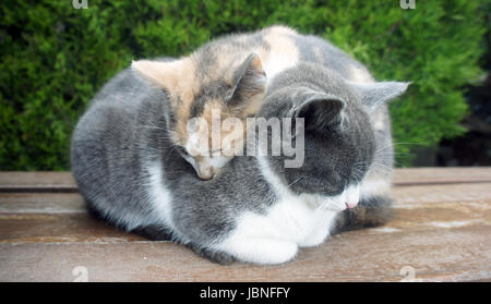 Due piccoli gattini assonnato. Fotografia della fauna selvatica. Foto Stock