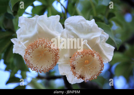 Fiori di baobab di sunrise Foto Stock