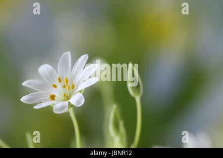 Addersmeat, maggiore stitchwort Foto Stock