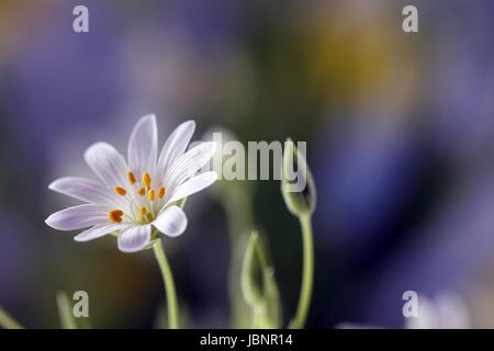 Addersmeat, maggiore stitchwort Foto Stock