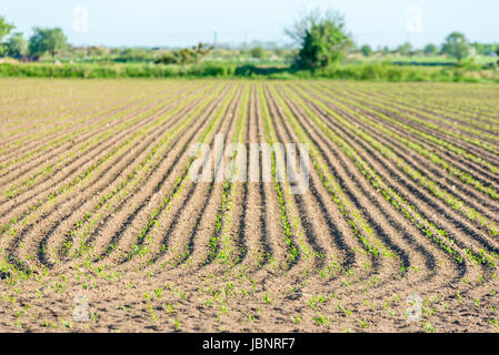 Le linee e i modelli in campo gli agricoltori. Piccole piante iniziano a crescere. Messa a fuoco poco profondi sul primo piano. Copia dello spazio. Foto Stock