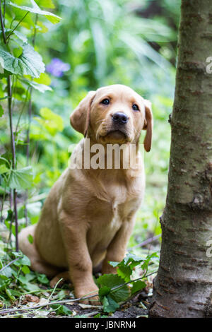 Un giallo, lavorando Labrador Retriever cucciolo seduta obbediente di sottobosco o giardino e guardare dritto verso la fotocamera in un cane campione mostra immagine Foto Stock