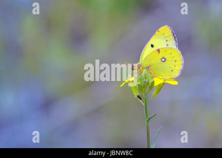 Zolfo senza nuvole butterfly (Phoebis sennae) sul fiore giallo Foto Stock