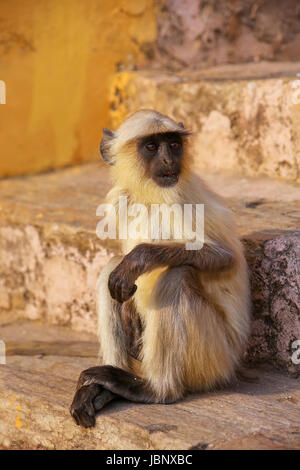 Giovani langur grigio seduta sulle scale in Forte Amber, Jaipur, Rajasthan, India. Langurs grigio sono i più diffusi langurs dell Asia del Sud. Foto Stock