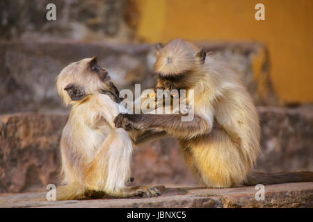 Giovani langurs grigio giocando sulle scale in Forte Amber, Jaipur, Rajasthan, India. Langurs grigio sono i più diffusi langurs dell Asia del Sud. Foto Stock