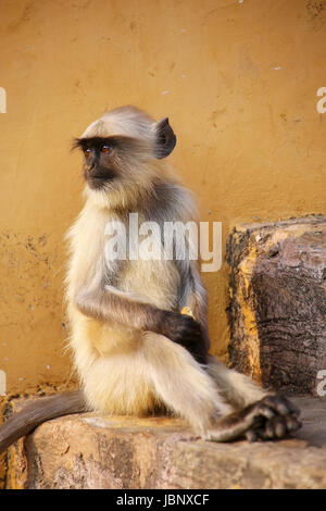 Giovani langur grigio seduta sulle scale in Forte Amber, Jaipur, Rajasthan, India. Langurs grigio sono i più diffusi langurs dell Asia del Sud. Foto Stock