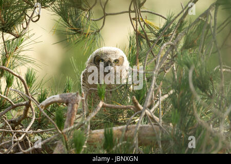 Grande cornuto Owlet Foto Stock