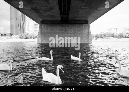 Un gregge di cigni nuotare sotto un ponte che attraversa il fiume Danubio a Vienna, Austria. Foto Stock