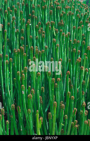 Cactus cactus, vista di Cactus Pachycereus marginatus - Mexican Fence Post Cactus - in fioritura nell'Orto Botanico di Cagliari, Sardegna. Foto Stock