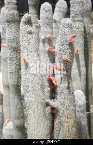 Una fioritura Cleistocactus Parviflorus, crescendo nel Giardino Botanico di Cagliari, Sardegna. Foto Stock