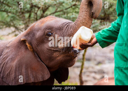 Salvato dell' elefante africano di vitello, Loxodonta africana, bere latte da una bottiglia detenute da un allevatore, Sheldrick l'Orfanotrofio degli Elefanti, Nairobi, Kenya, Africa Foto Stock