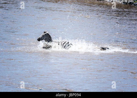 Comune di zebra, Equus quagga burchellii, inseguito da un coccodrillo, Crocodilus niloticus, attraversando il fiume Mara durante la Grande Migrazione, Kenya, Africa Foto Stock