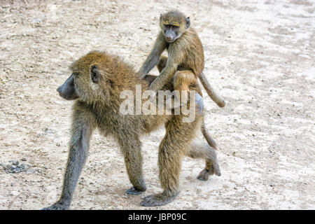 Carino baby babbuino Oliva, papio anubis, eseguito, equitazione, sulla sua madre la schiena, Nakuru National Park, Kenya, Africa orientale Foto Stock