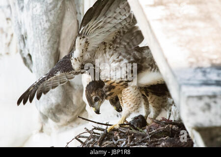Un rosso-tailed hawk nidi in cima la U.S. Dipartimento di Agricoltura Whitten Building Giugno 8, 2017 a Washington, DC. Red tailed hawks ben adattato per gli ambienti urbani la deposizione delle uova un nuovo soprannome di città di falchi. Foto Stock
