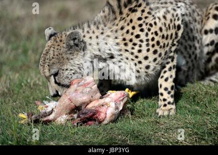 Un colpo di un ghepardo selvatici in cattività Foto Stock