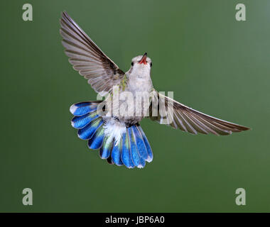 Ampio maschio-fatturati Hummingbird (Cynanthus latirostris) Foto Stock